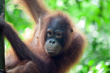 Orangutan on a tree, Sabah, Malaysia © spumador