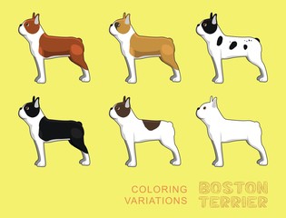 Dog Boston Terrier Coloring Variations Vector Illustration