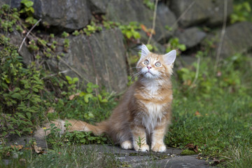Süsse kleine rote Katze schaut neugierig in die Luft