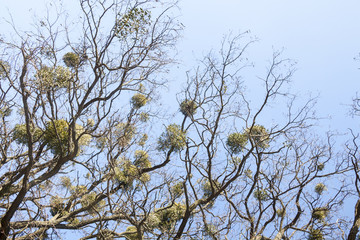 Bare trees with mistletoes