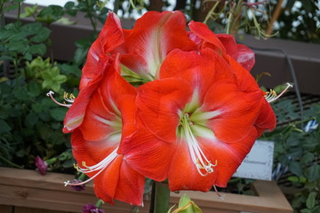 beautiful lilies flower background macro closeup nature