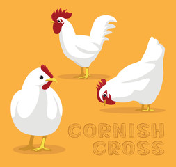 Chicken Cornish Cross Cartoon Vector Illustration