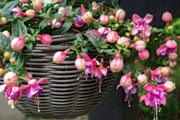 Beautiful fuchsia flowering plants in old wicker pot