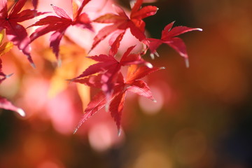 紅葉