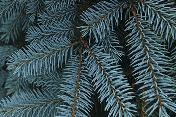 cropped shot of pine branch. abstract nature background.