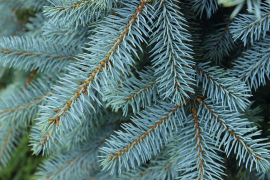cropped shot of pine branch. abstract nature background.