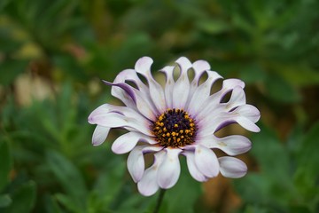 Osteospermum fruticosum (shrubby daisybush or trailing African daisy) closeup macro flower nature background