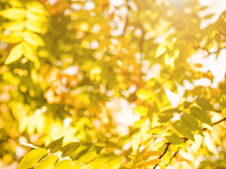 Autumn leaves nature background