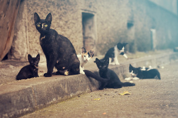 Stray mother cat is sitting while her kittens are playing around, rural surrounding, close up