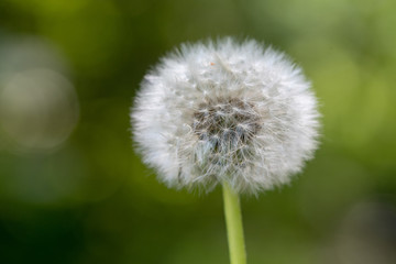 A dandelion against a sunny and green background