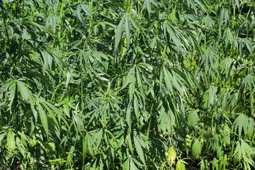 Green fresh cannabis plant (hemp, marijuana)