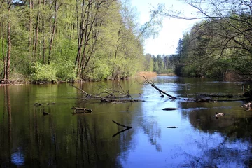 Foto op Canvas View of the river in the forest © Leoco