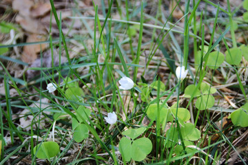 Flowers and leaves of the grass