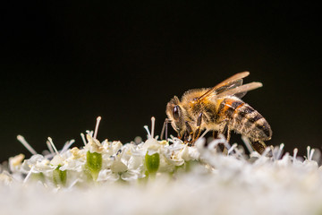 A bee on its blossom in the sunlight with a black backround