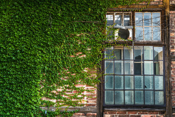 Fassade eines alten Backsteingebäudes, dicht mit Efeu bewachsen und mehrteiligem Fenster, verschiedene Glassorten, kaputt