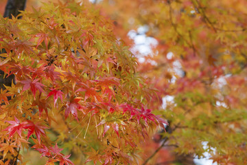 Closeup of red japanese maple leaves on the graden..