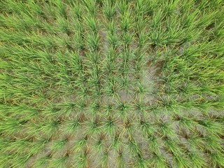 aerial green rice field background top view texture concept with drone