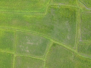 aerial drone green rice field background top view texture concept