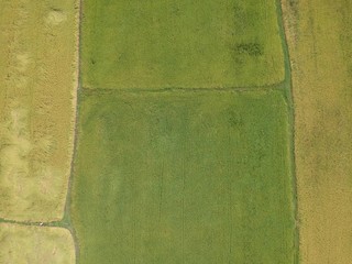 drone aerial green rice field background top view texture concept