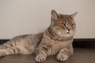 Portrait of Cute Cat Scottish Straight with home. Lying cat