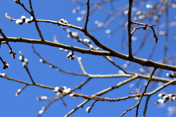 Salix caprea tree