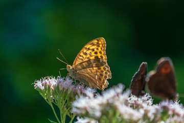 Schmetterling auf Blume