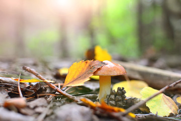 Autumn nature background. Autumn yellow leaf lies on the mushroom cap in the forest.
