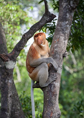 Naklejka premium Endangered long nose monkey climbing tree in Borneo rainforest, Sabah, Malaysia