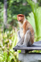 Naklejka premium Młody trąbka siedzi na drewnianej platformie, Labuk Bay, Sabah, Malezja