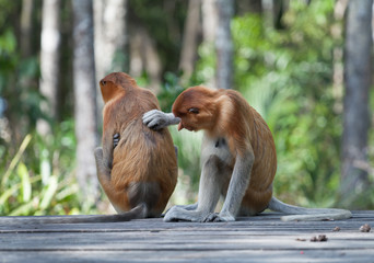 Long nose monkey scratching back of another monkey, Borneo, Malaysia