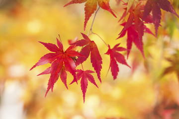 Naklejka na ściany i meble Red autumn leaves very shallow focus.in Japan,Copy space bokeh bacKground...