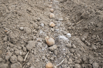 Fototapeta na wymiar close up shots planting potatoes