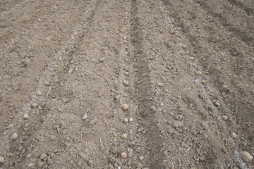 prepare planting potatoes