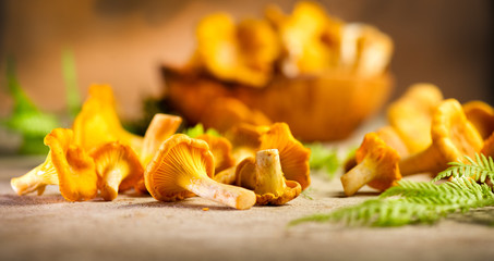 Raw wild chanterelle mushrooms on old rustic table background. Organic fresh chanterelles background. Soft focus