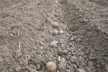 Fototapeta na wymiar prepare planting potatoes