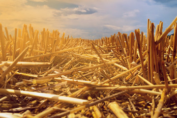 The remains of the rye after harvesting the rays of the evening sun.