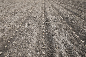 prepare planting potatoes
