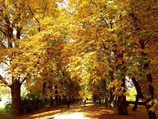 Naklejka premium Herbst im Park