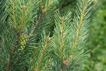 Pine branches with cones