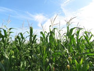 Obraz premium Green corn stalks and blue sky with white clouds. Summer corn field