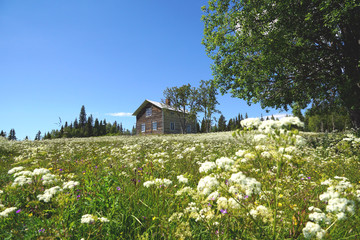 Sommerwiese mit Holzhaus in Schweden