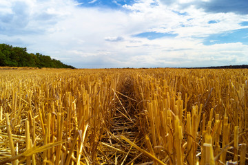 The remains of wheat ears of Golden color with the track left by the car passed against the blue sky with low clouds.