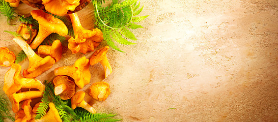 Raw wild chanterelle mushrooms on old rustic table background. Organic fresh chanterelles background. Label border design