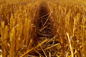 The track among the cut wheat ears, left by a passing combine.