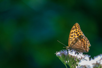 Schmetterling auf Blume