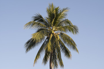 Fototapeta na wymiar coconut tree and sky