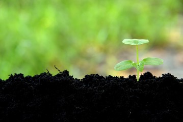 young plant growing in black soil on green nature background, young plant put in low right, young plant in nature concept.