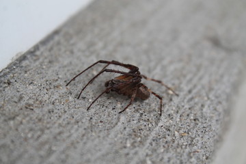 spider, portrait of a spider