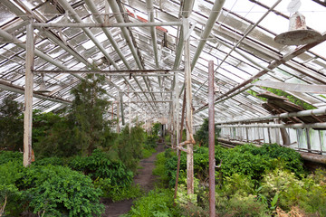 Growing the plants in the greenhouse