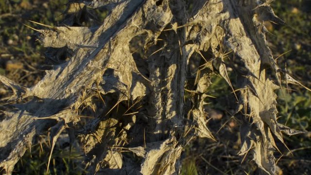 Dry thistle leaves illuminated by warm harsh light being blown by the breeze.